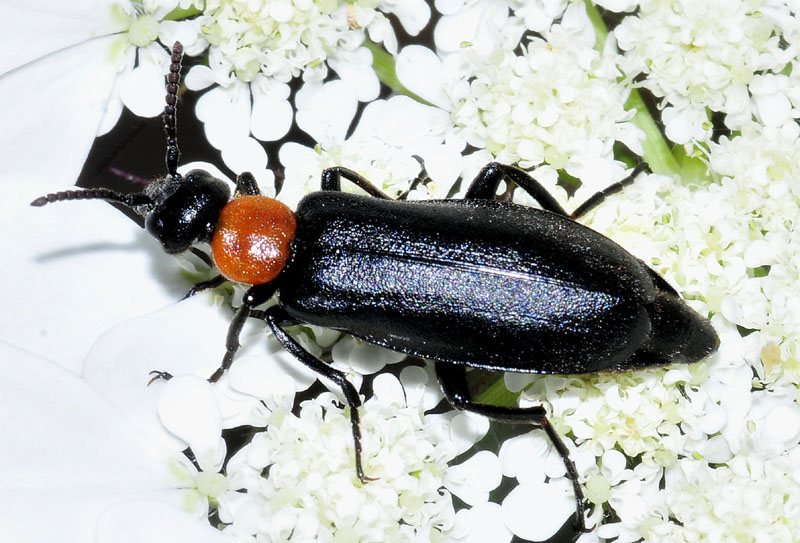 Coleottero da det.: Oenas graecus, maschio, Meloidae